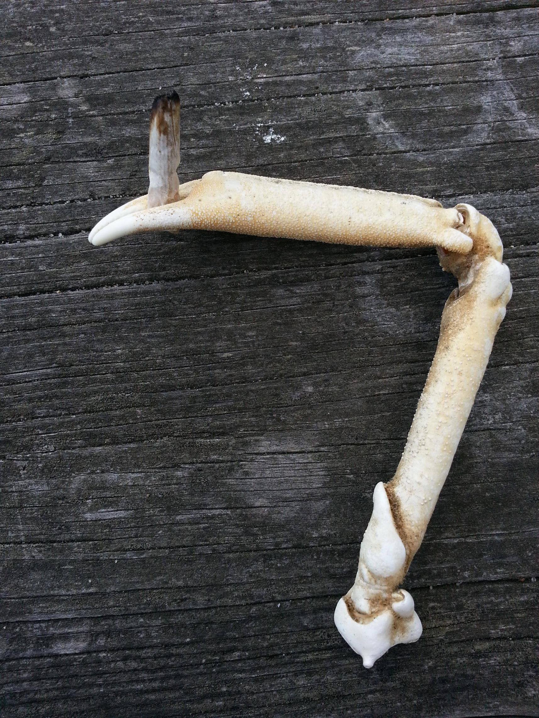 Detail Skeleton Roach Clip Nomer 32