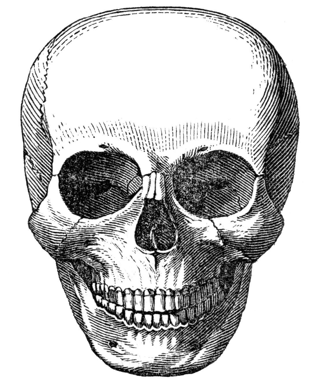Detail Skeleton Teeth Clipart Nomer 30