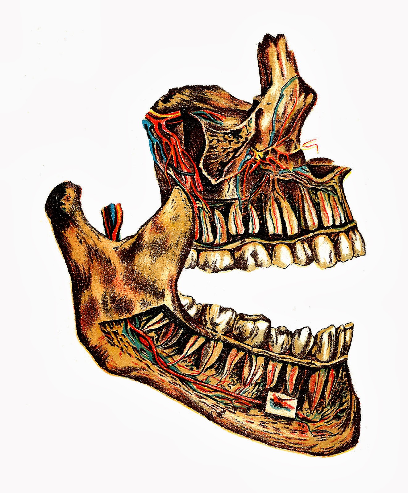 Detail Skeleton Teeth Clipart Nomer 44