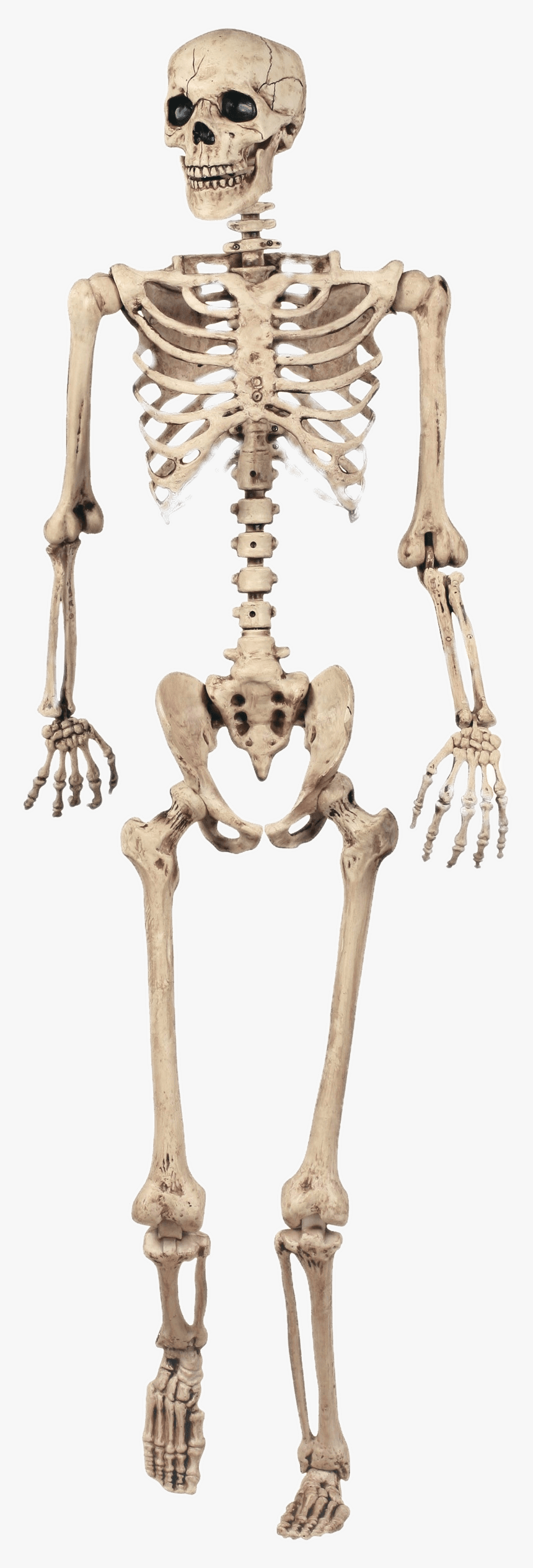 Skeleton Transparent - KibrisPDR