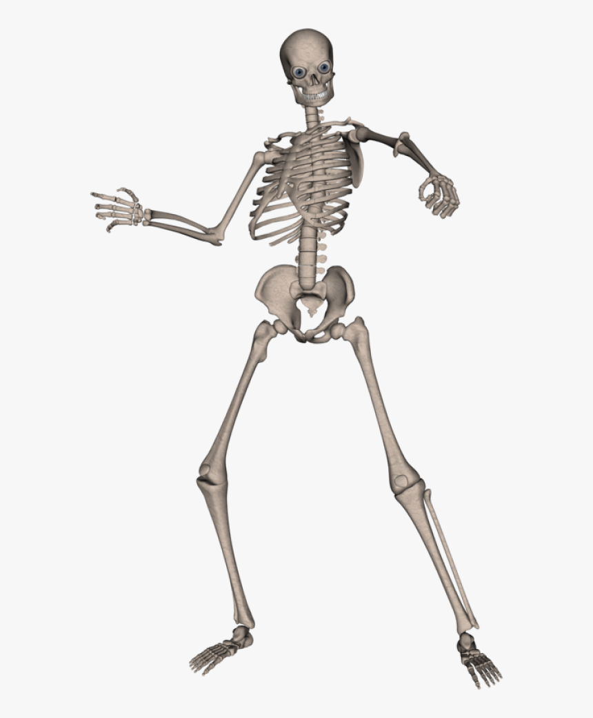 Detail Skeleton Transparent Nomer 2