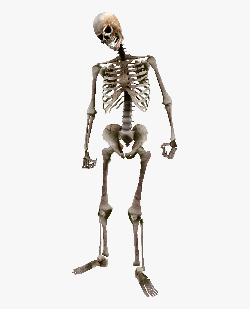 Detail Skeleton Transparent Nomer 9