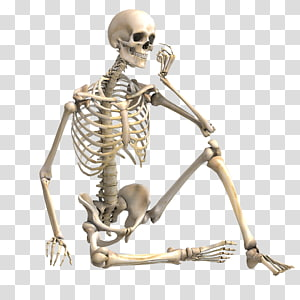 Detail Skeleton Transparent Nomer 10