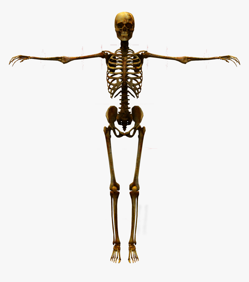 Detail Skeleton Transparent Nomer 11