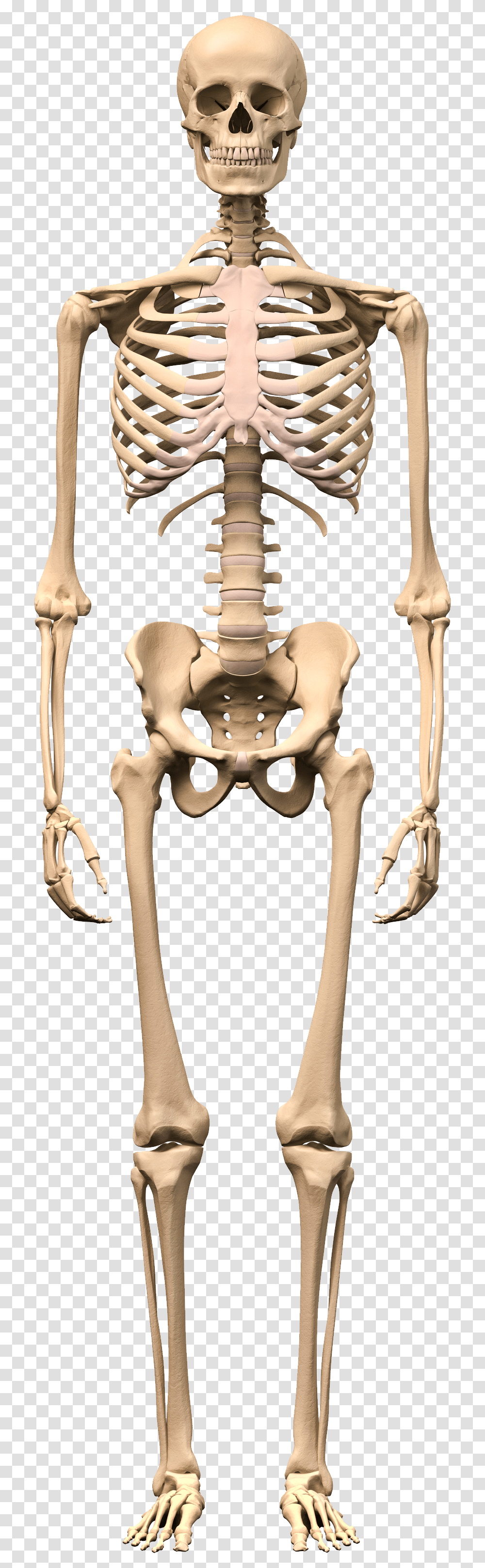 Detail Skeleton Transparent Nomer 12