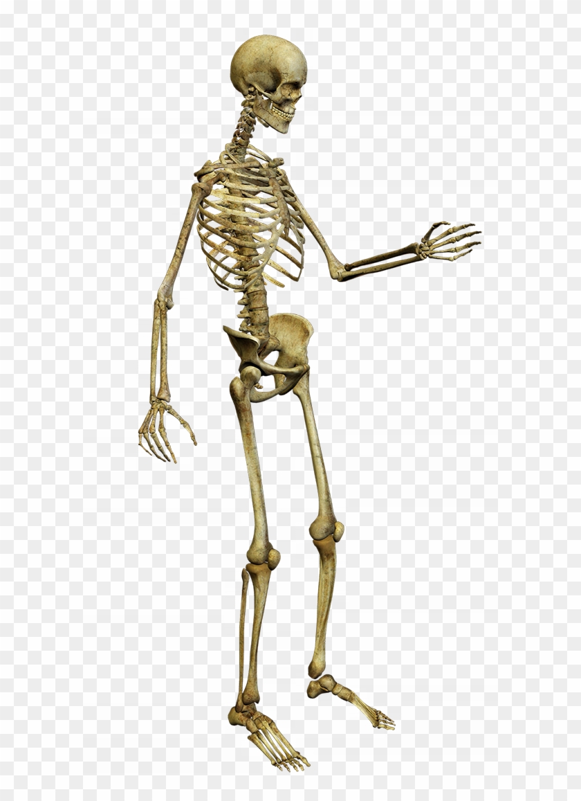 Detail Skeleton Transparent Nomer 14