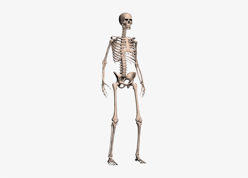 Detail Skeleton Transparent Nomer 16