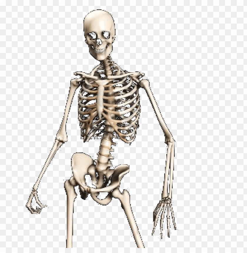 Detail Skeleton Transparent Nomer 3