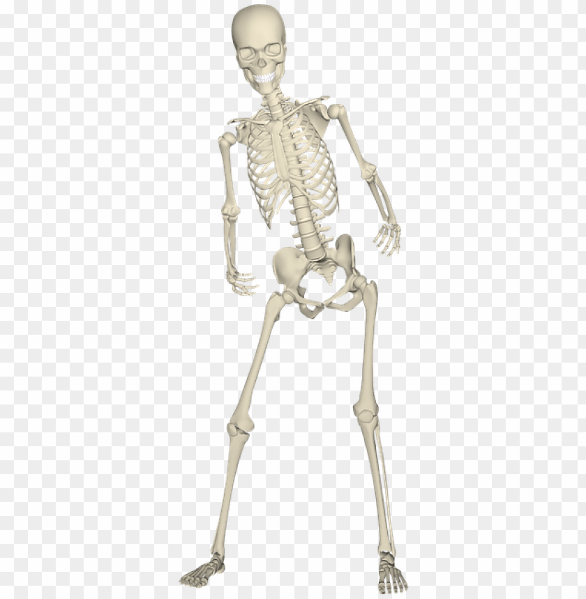 Detail Skeleton Transparent Nomer 19