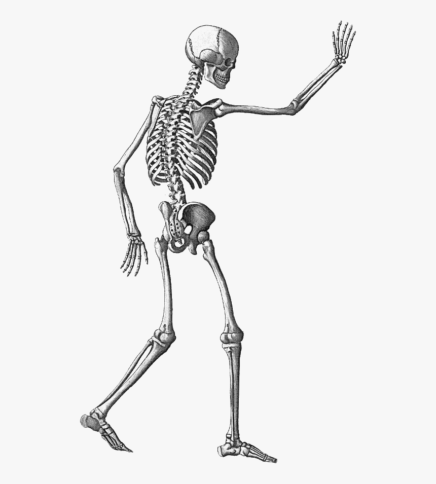 Detail Skeleton Transparent Nomer 20