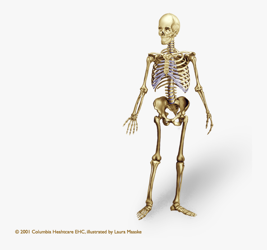 Detail Skeleton Transparent Nomer 22