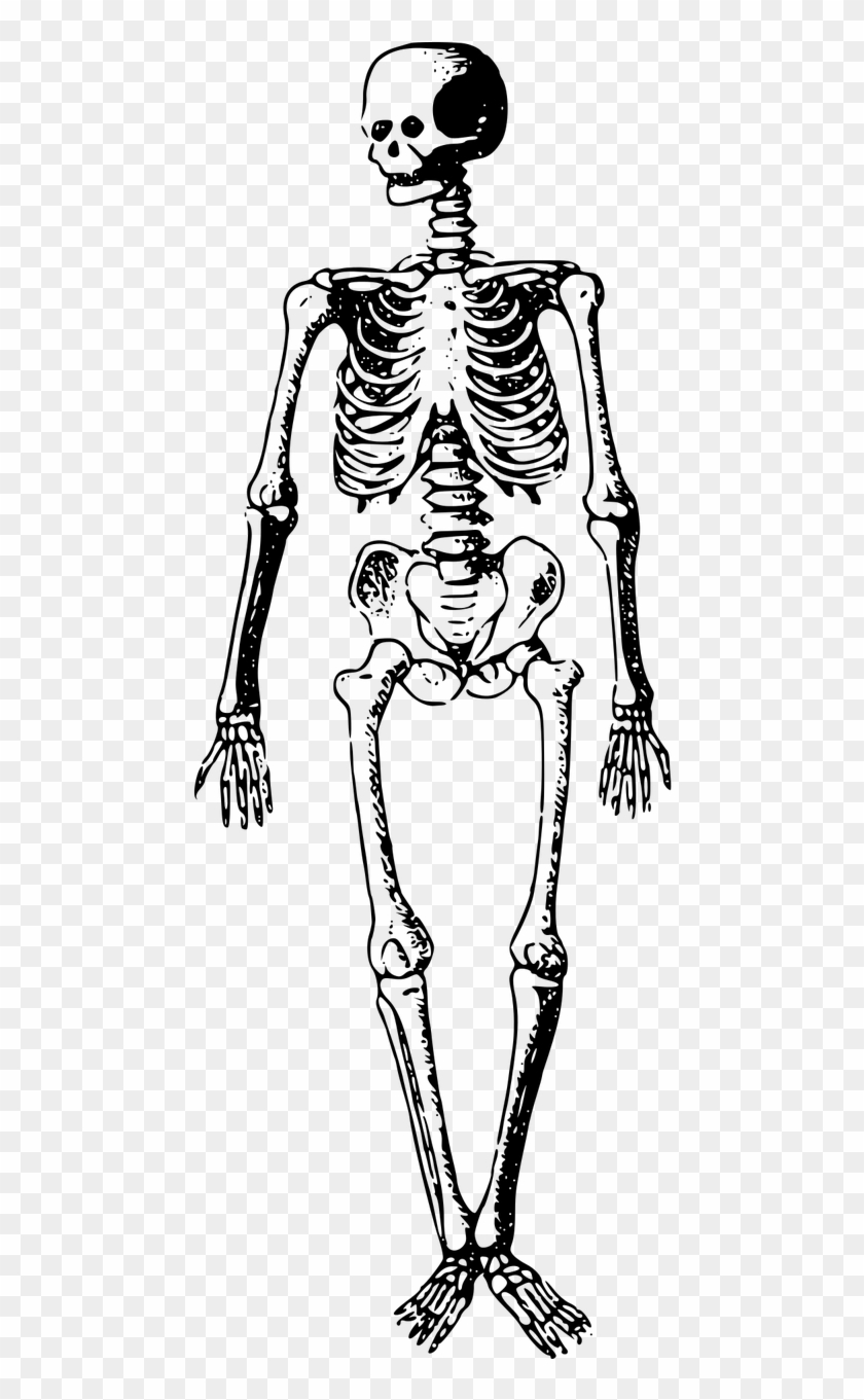 Detail Skeleton Transparent Nomer 24