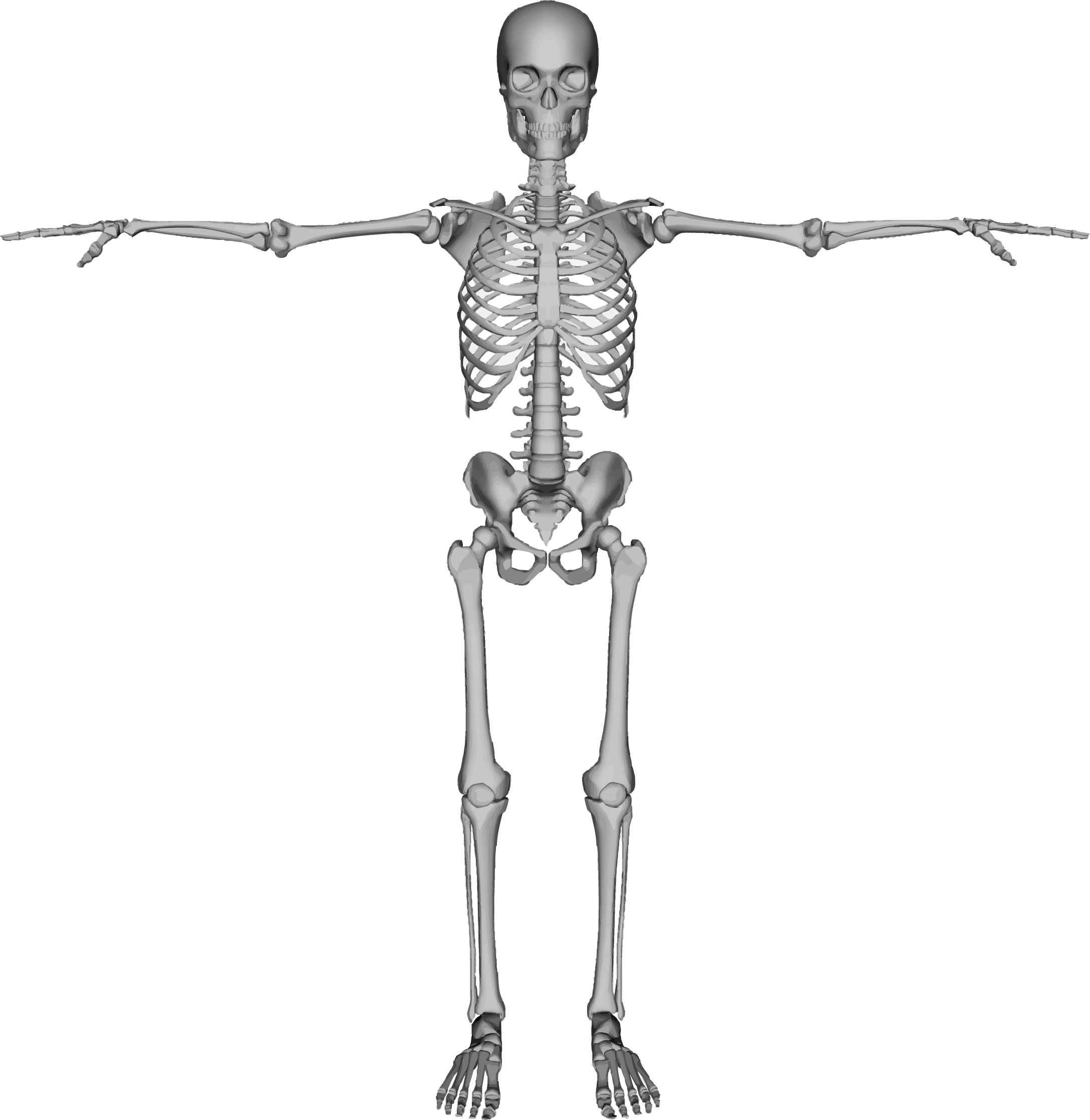 Detail Skeleton Transparent Nomer 42