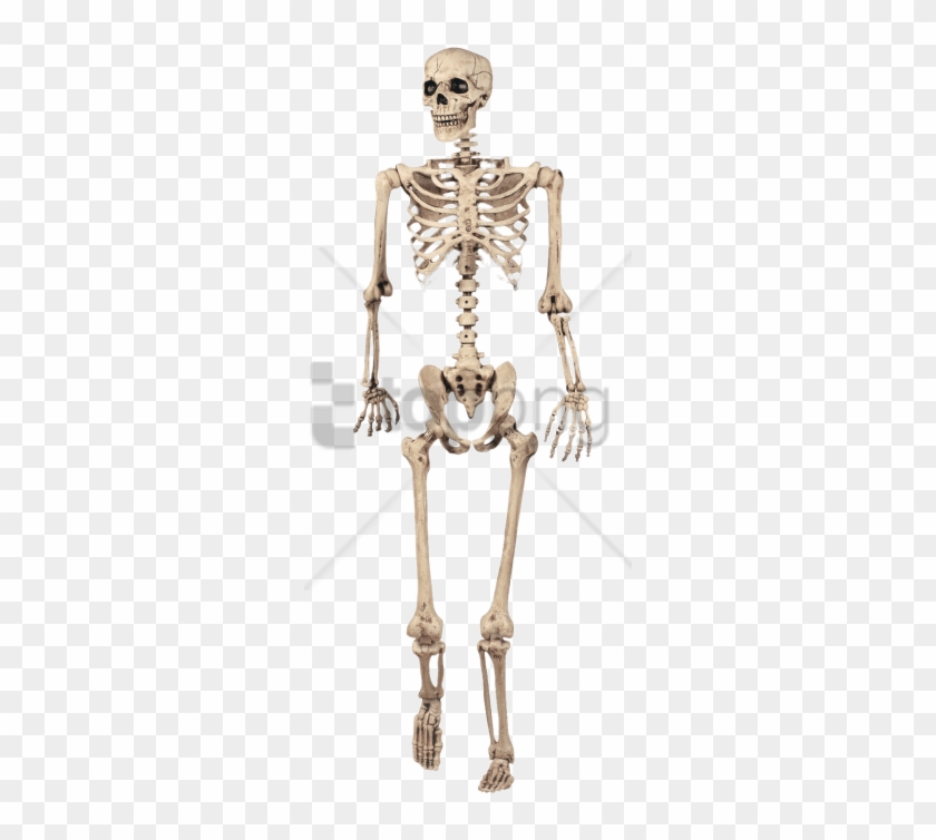 Detail Skeleton Transparent Nomer 50