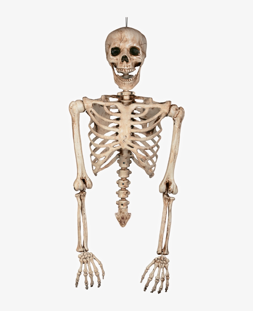 Detail Skeleton Transparent Nomer 51