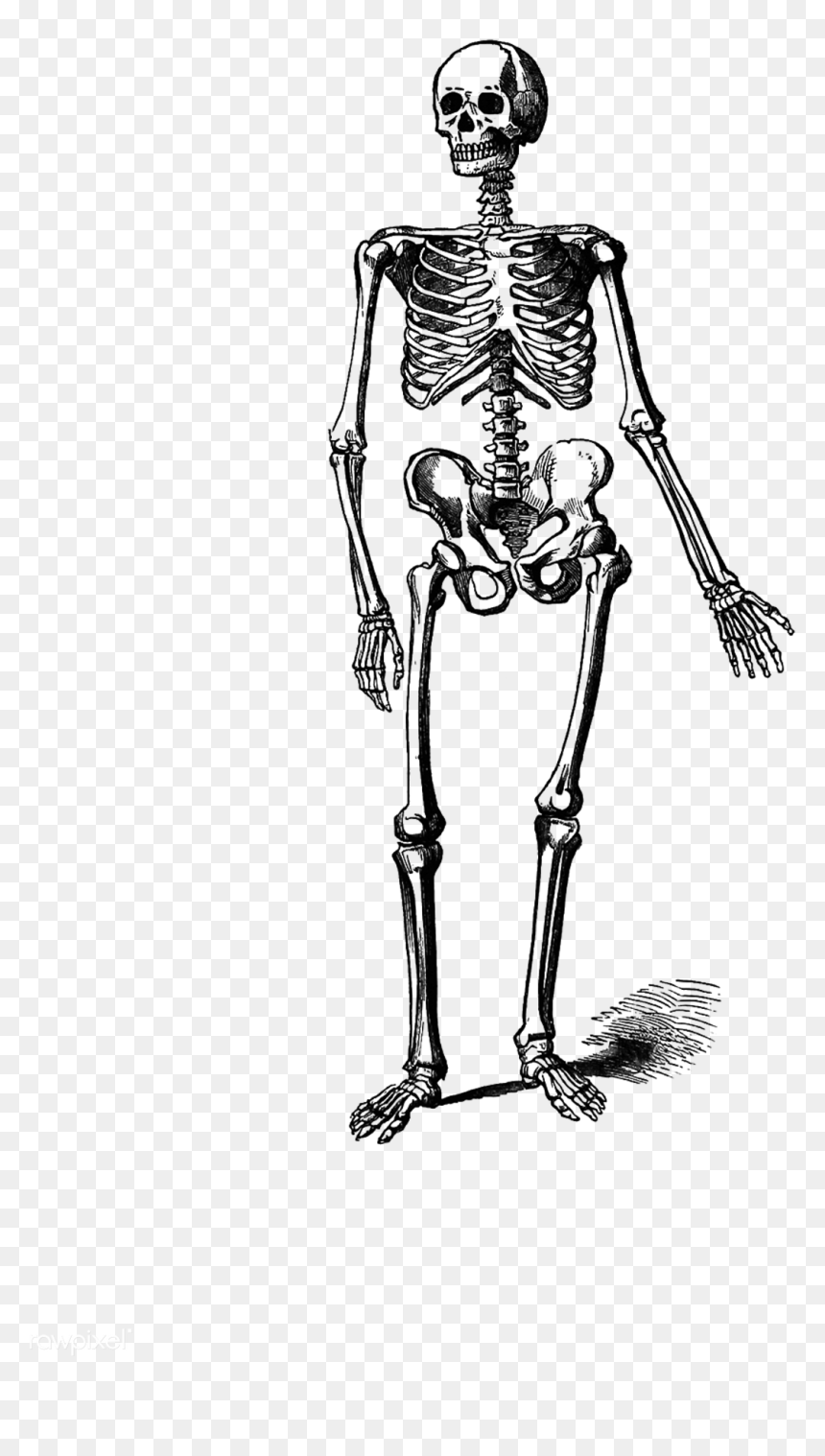 Detail Skeleton Transparent Nomer 53