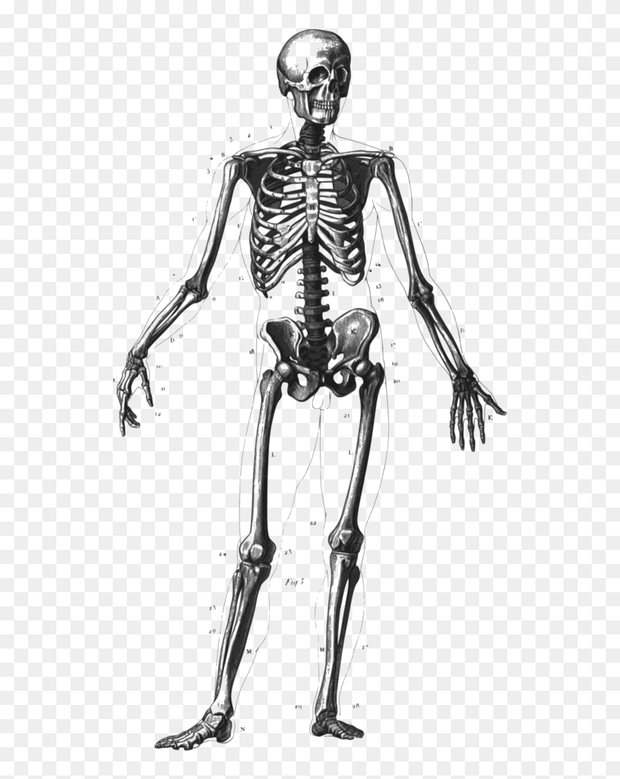 Detail Skeleton Transparent Nomer 8