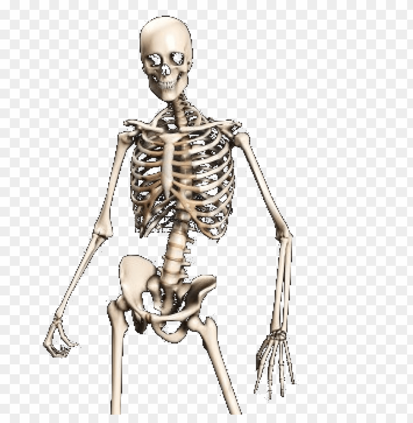 Skeleton Transparent Background - KibrisPDR