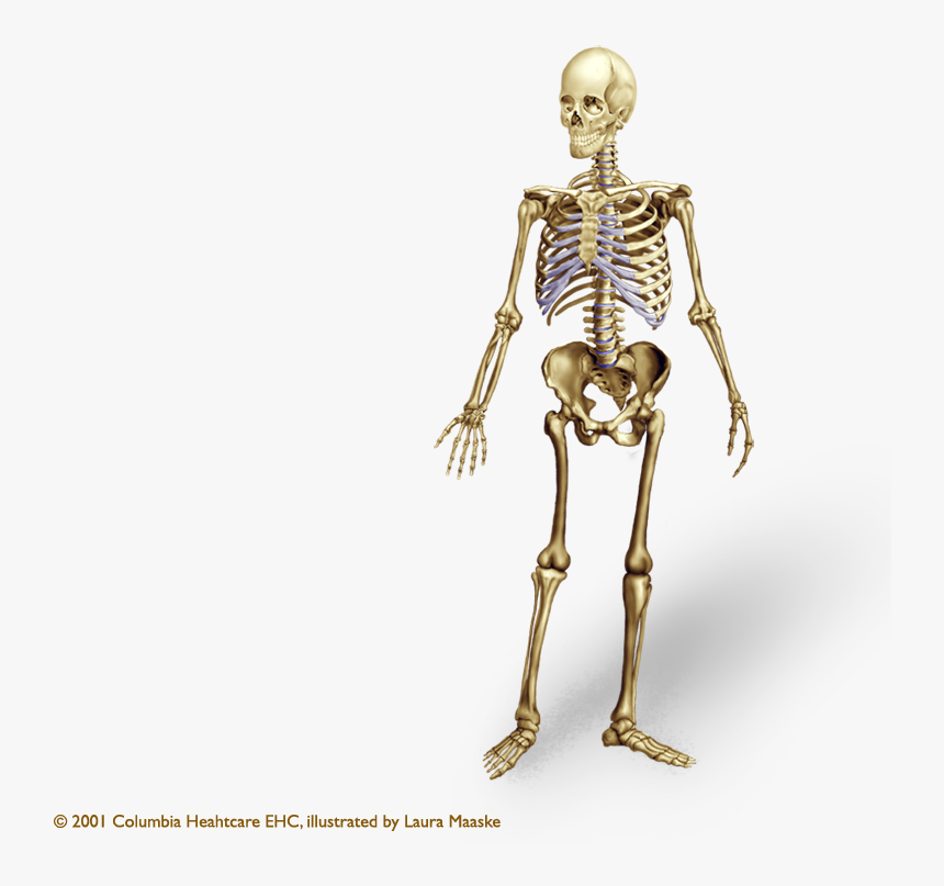 Detail Skeleton Transparent Background Nomer 16