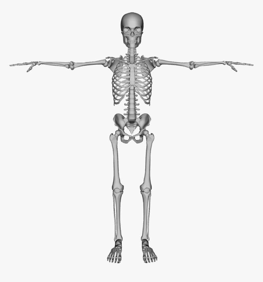 Detail Skeleton Transparent Background Nomer 22