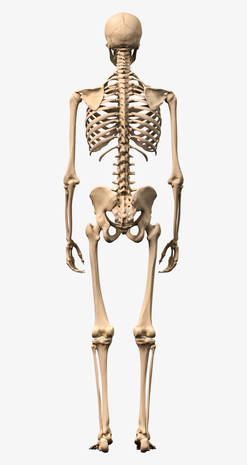 Detail Skeleton Transparent Background Nomer 23