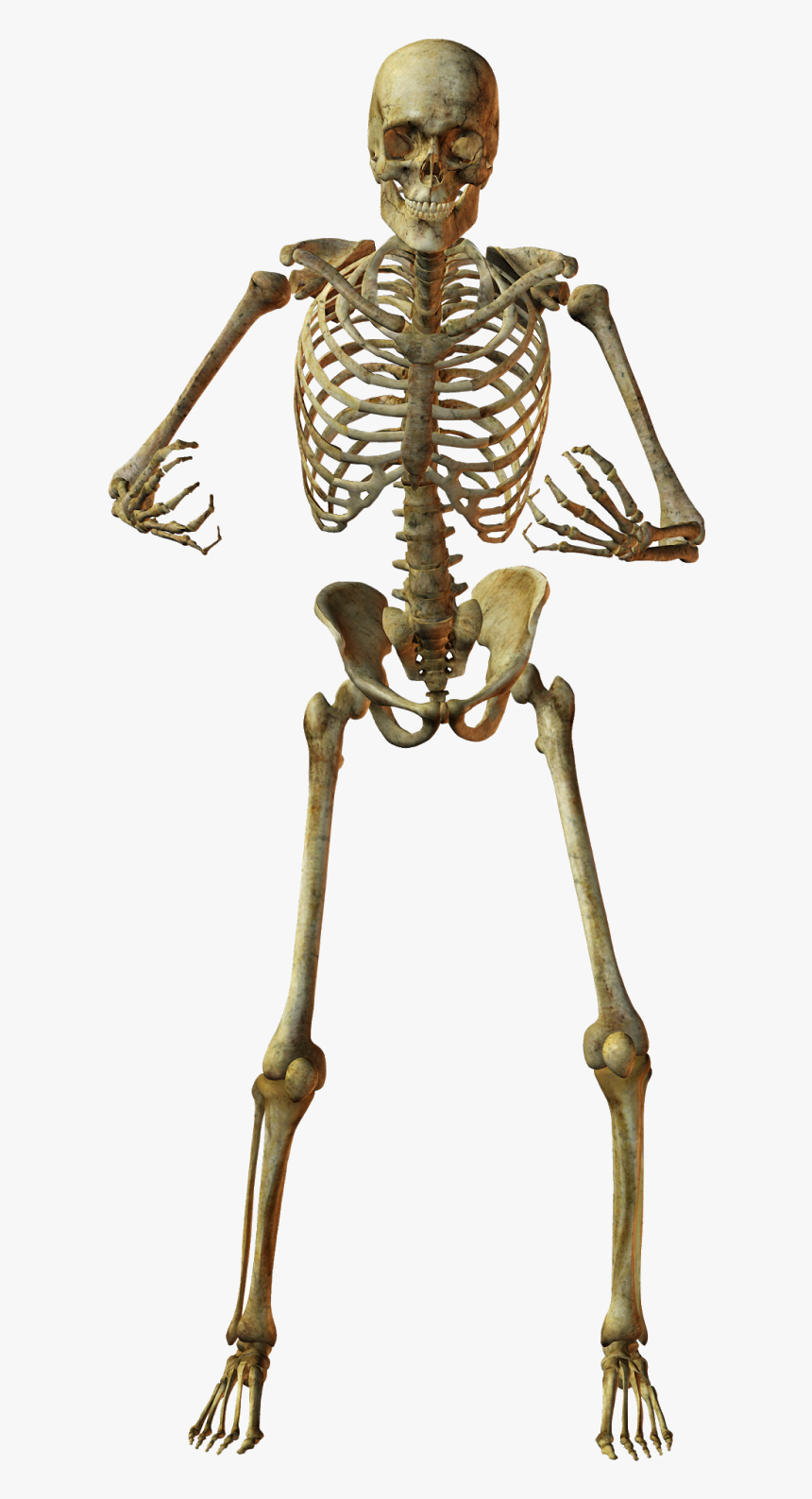 Detail Skeleton Transparent Background Nomer 31