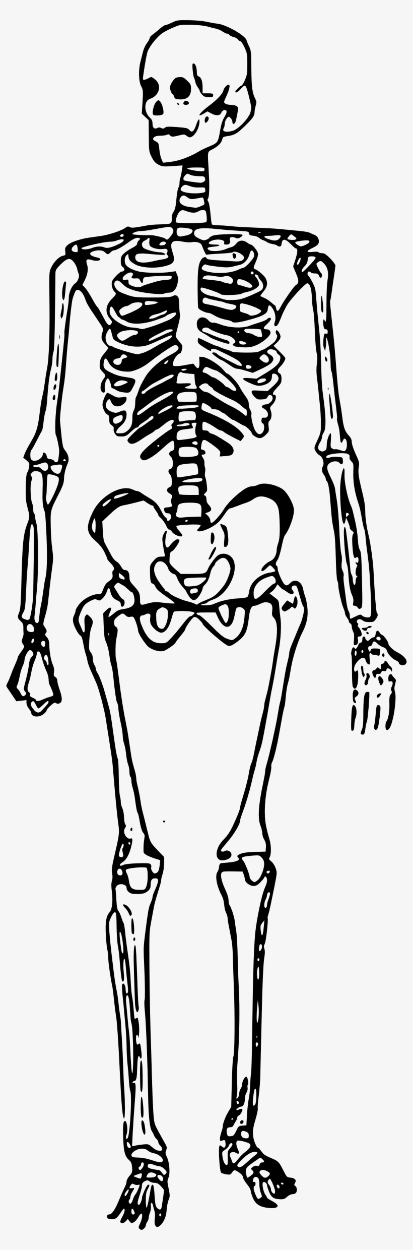 Detail Skeleton Transparent Background Nomer 36