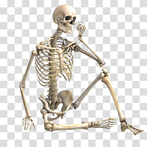 Detail Skeleton Transparent Background Nomer 5