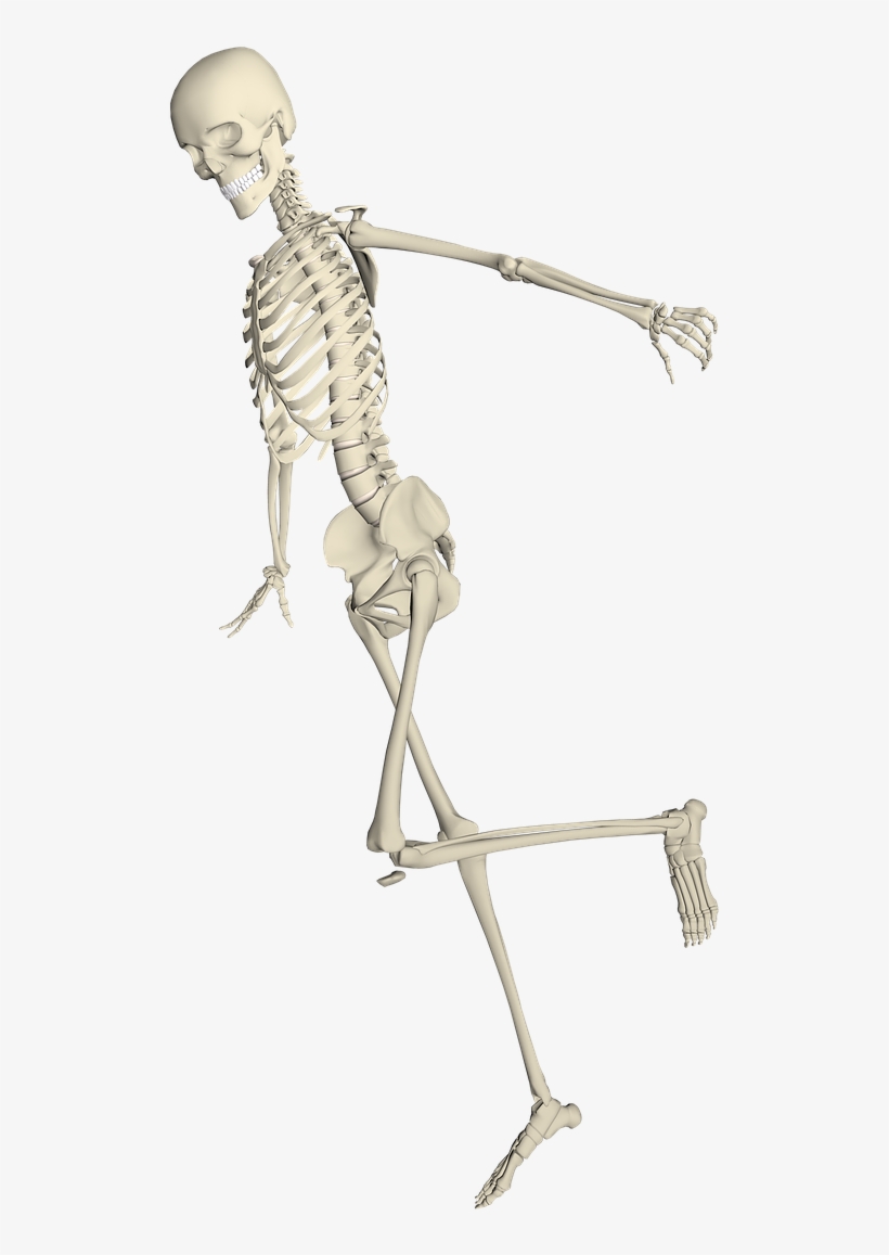 Detail Skeleton Transparent Background Nomer 53