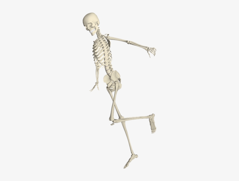 Detail Skeleton Transparent Background Nomer 7