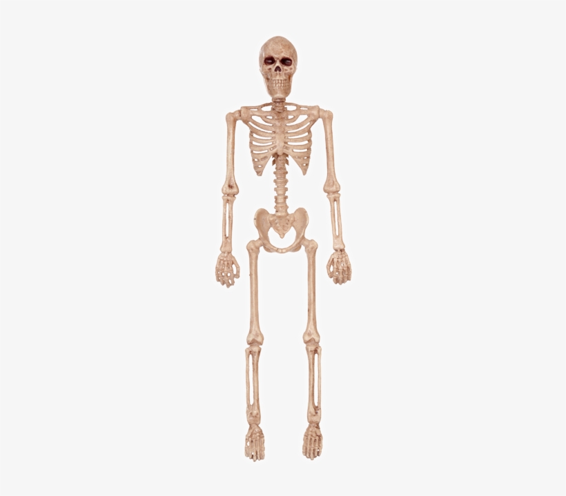 Detail Skeleton Transparent Png Nomer 19