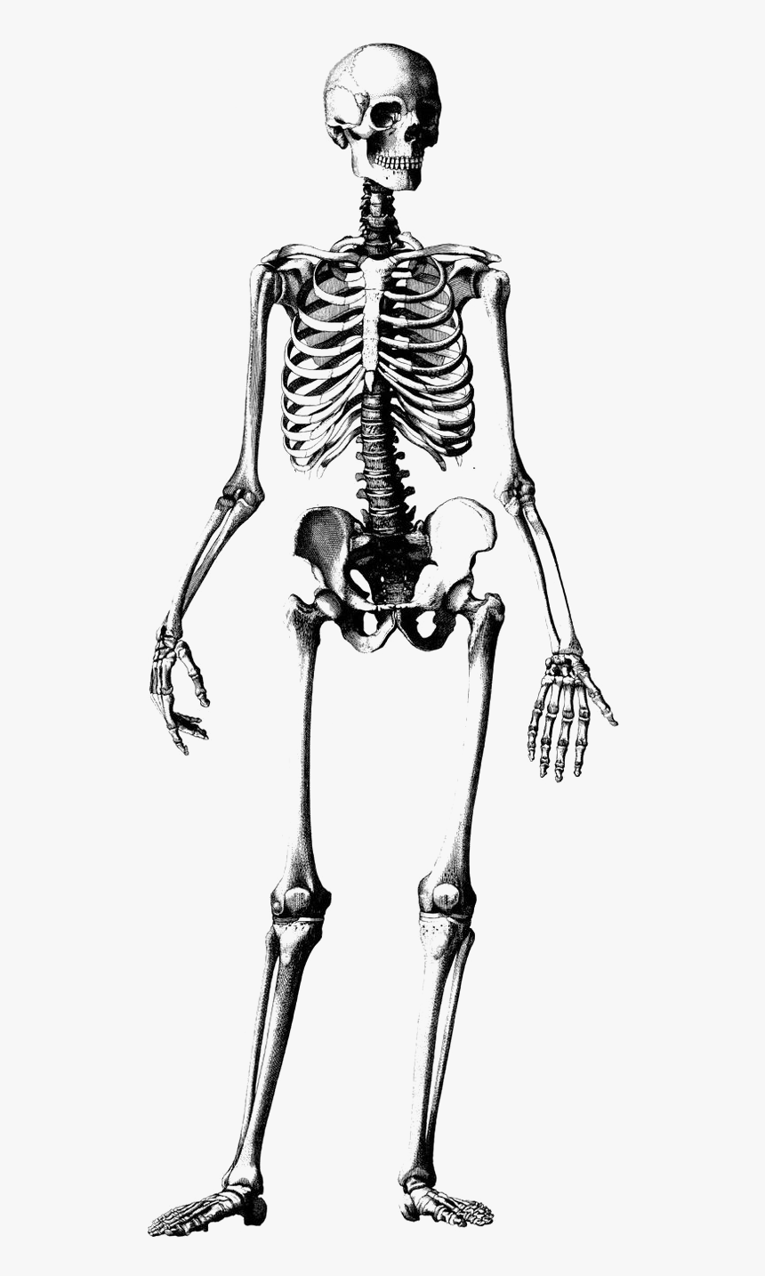 Detail Skeleton Transparent Png Nomer 28