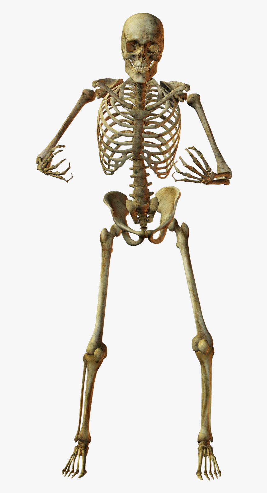 Detail Skeleton Transparent Png Nomer 32