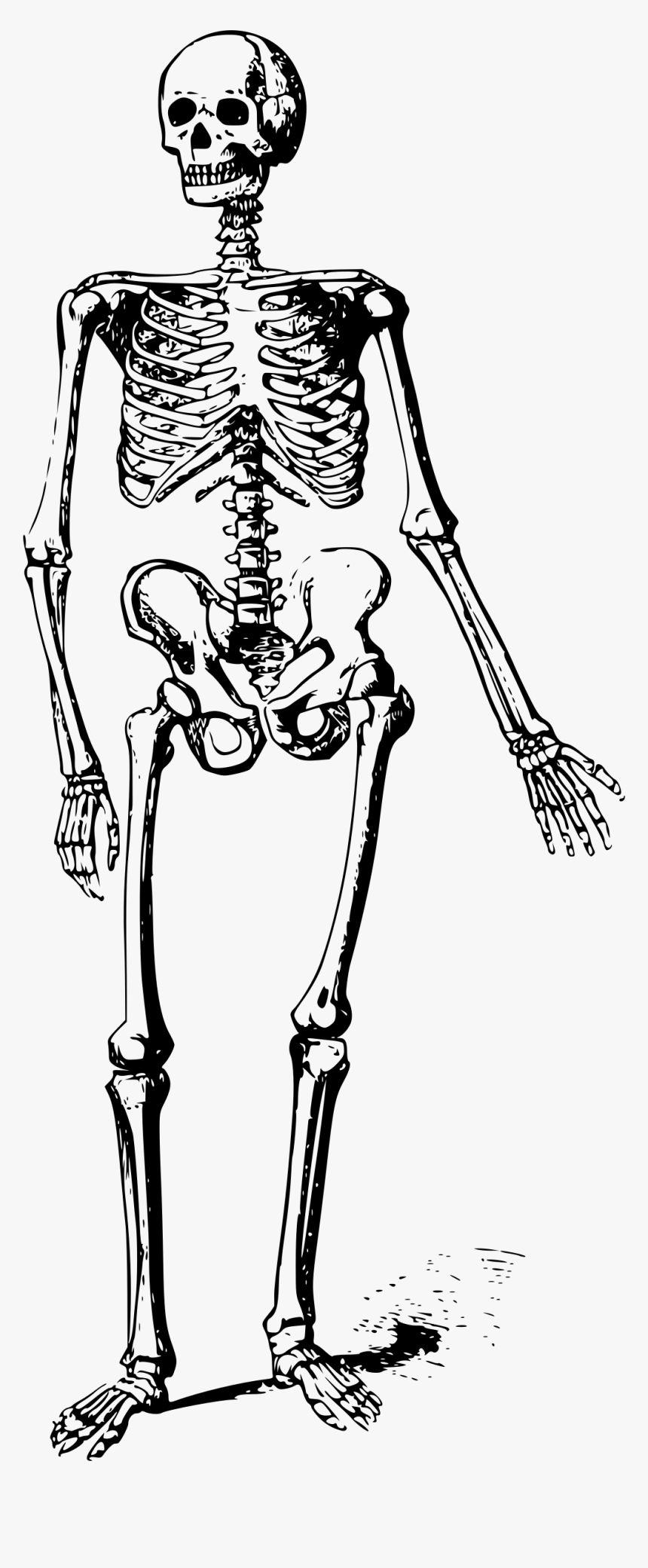 Detail Skeleton Transparent Png Nomer 38