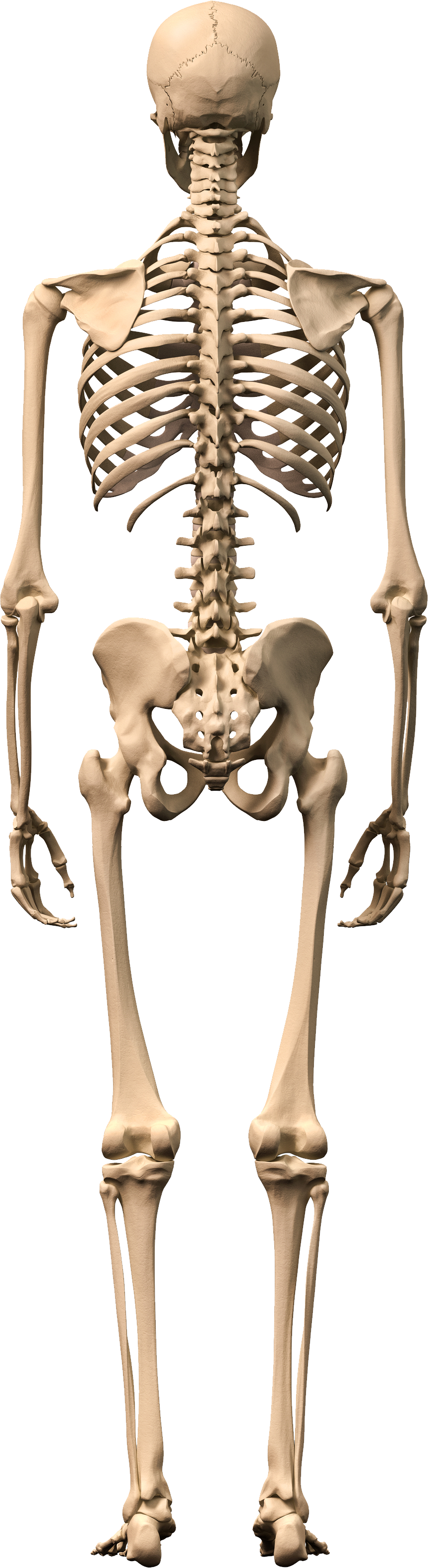 Detail Skeleton Transparent Png Nomer 49