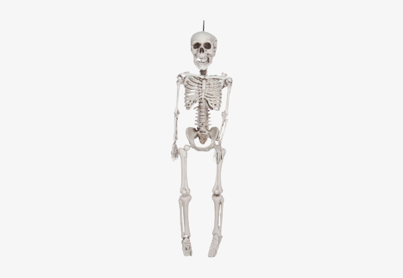 Detail Skeleton Transparent Png Nomer 51