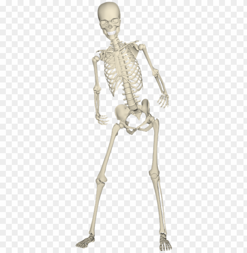 Detail Skeleton Transparent Png Nomer 9