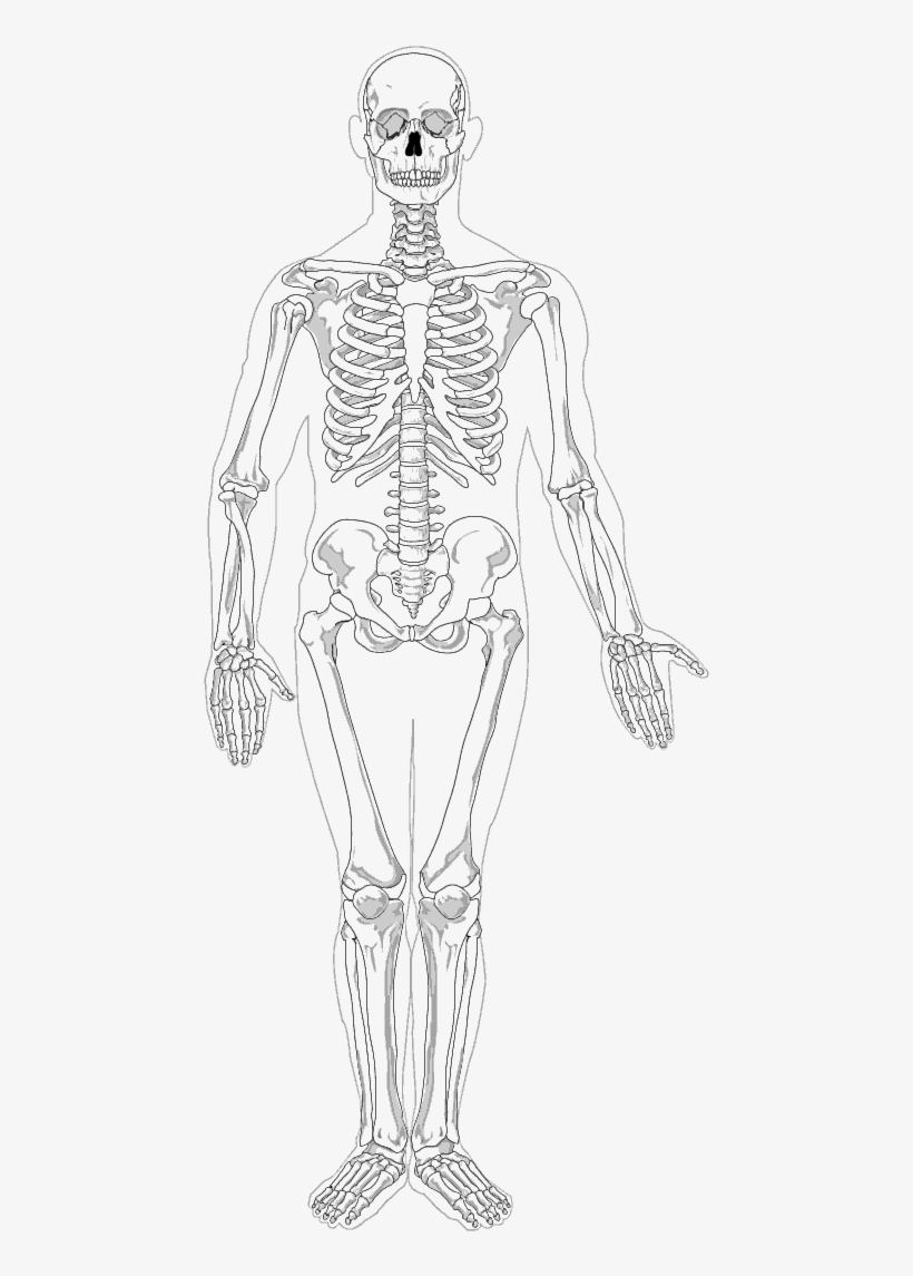 Detail Skeletons Download Nomer 20