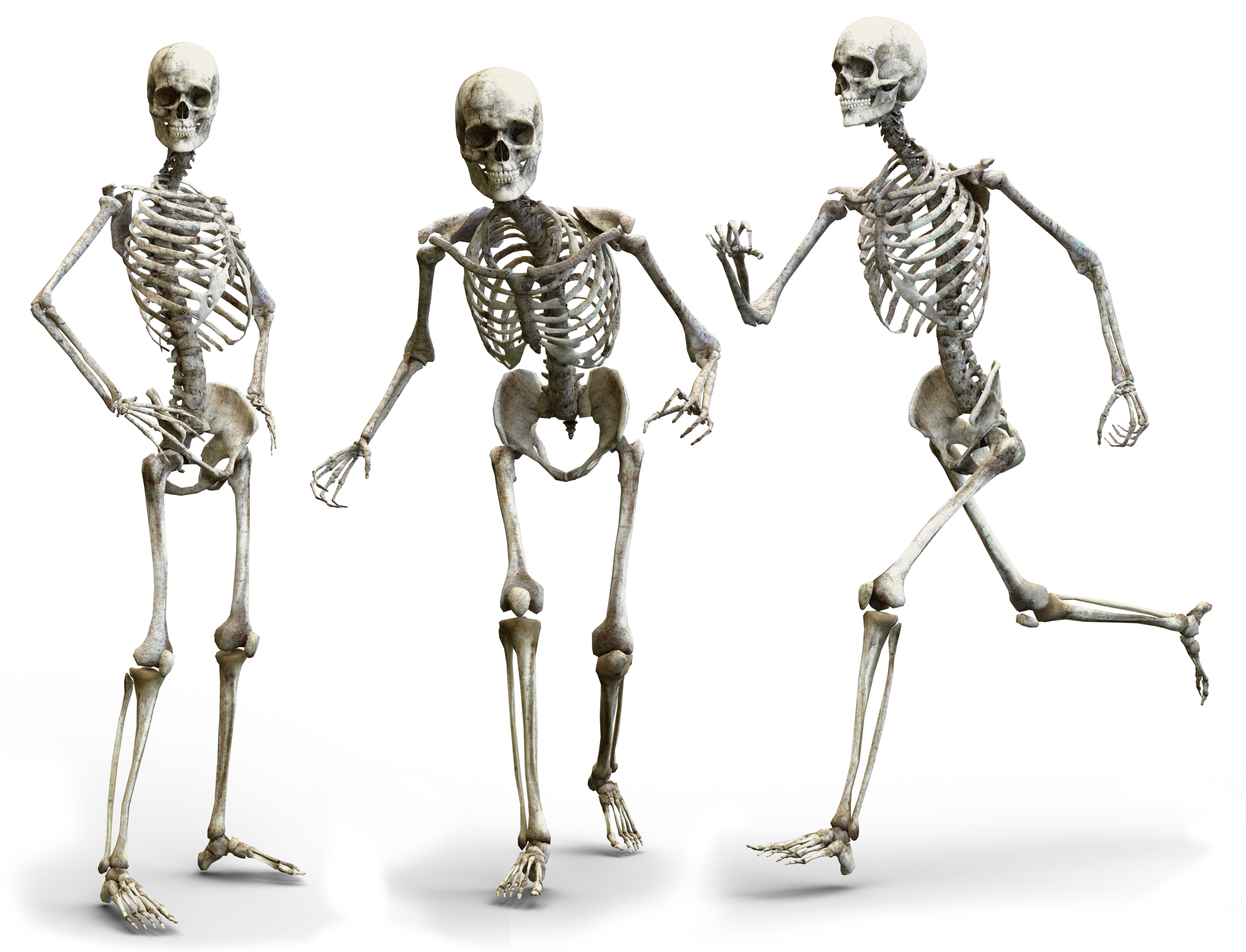 Detail Skeletons Download Nomer 33