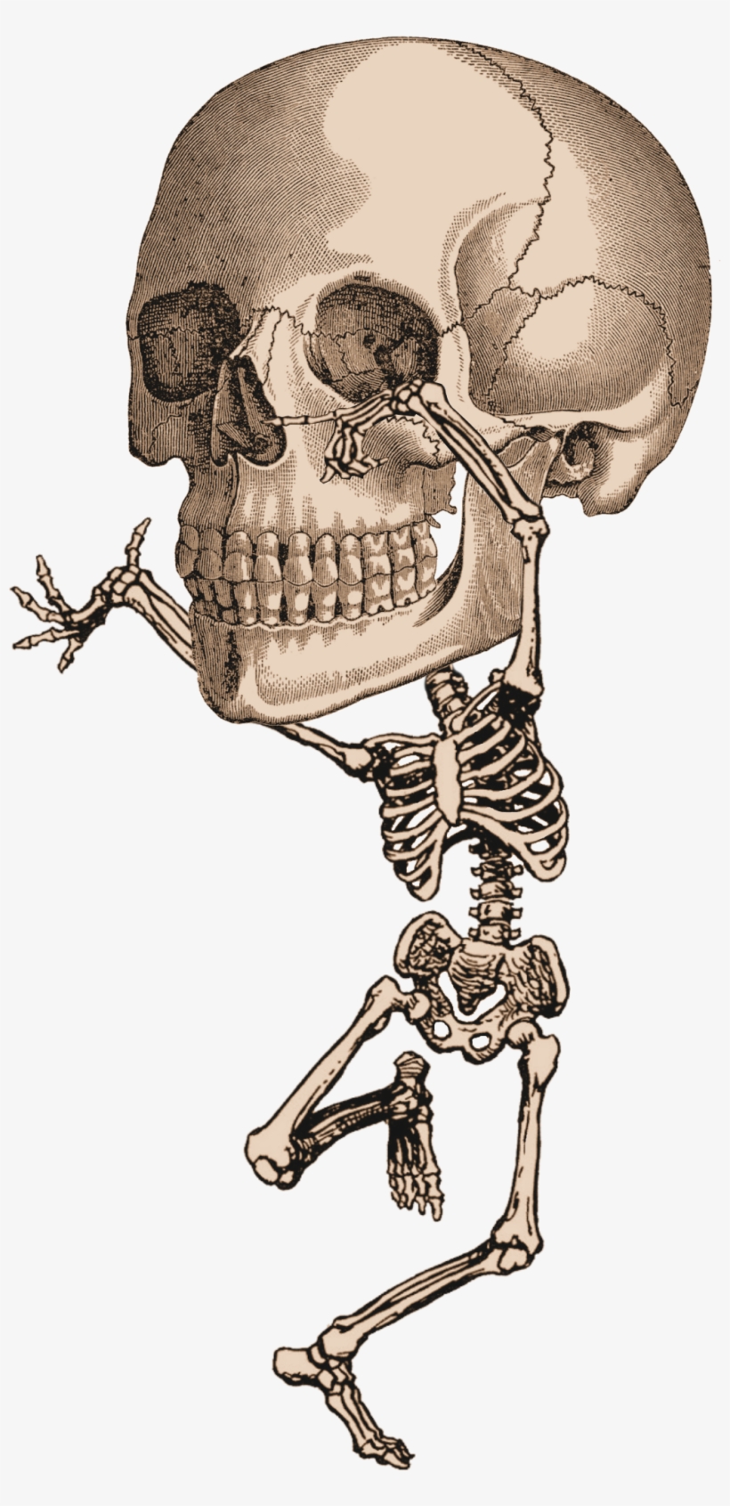 Detail Skeletons Download Nomer 41