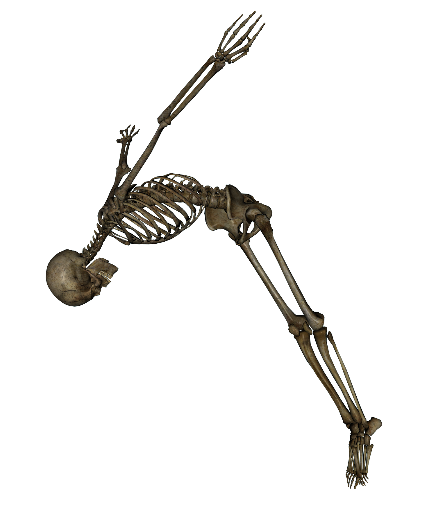 Detail Skeletons Png Nomer 36