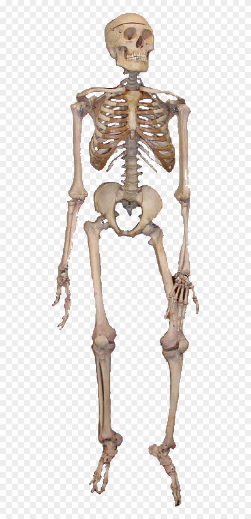 Detail Skeletons Png Nomer 40