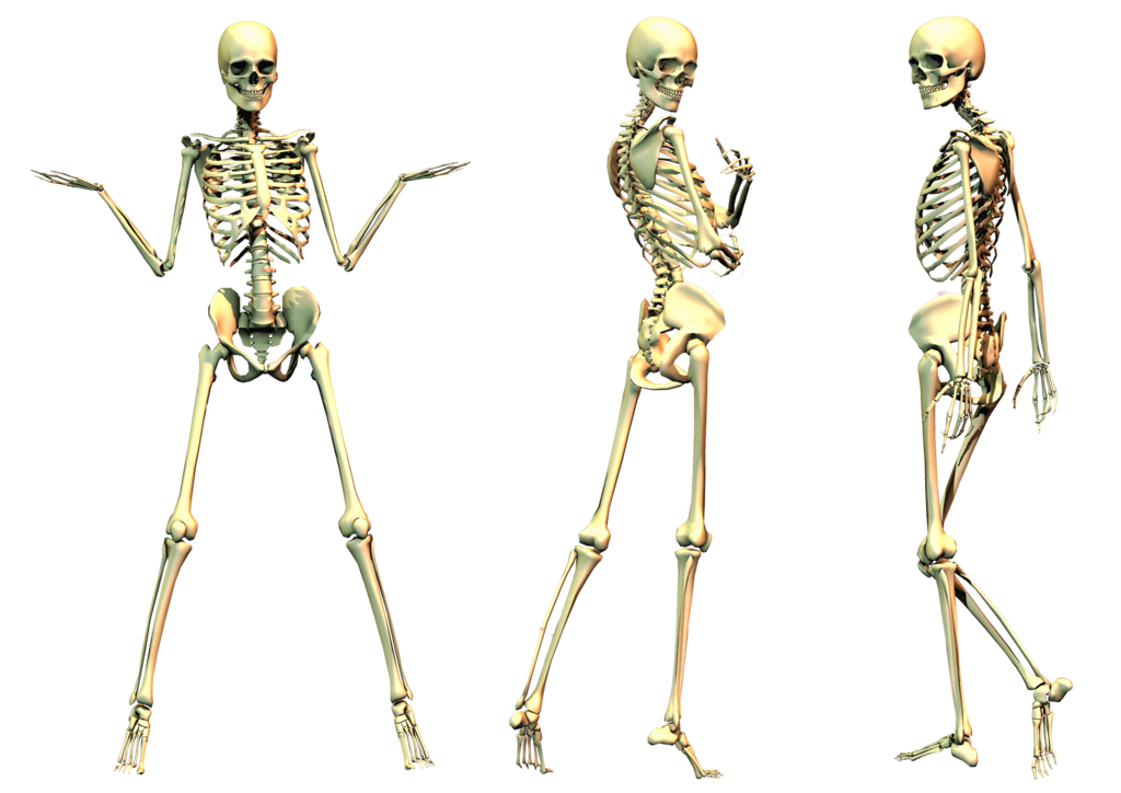 Detail Skeletons Png Nomer 43