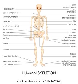 Skelton Image - KibrisPDR