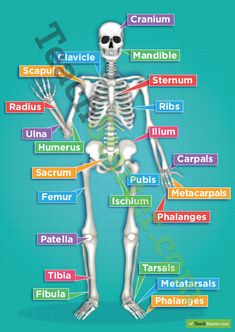 Detail Skelton Image Nomer 16