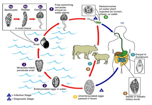 Detail Skema Daur Hidup Fasciola Hepatica Nomer 16