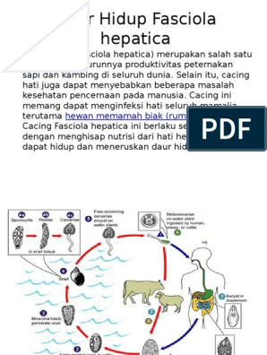 Detail Skema Daur Hidup Fasciola Hepatica Nomer 17