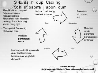 Detail Skema Daur Hidup Fasciola Hepatica Nomer 27