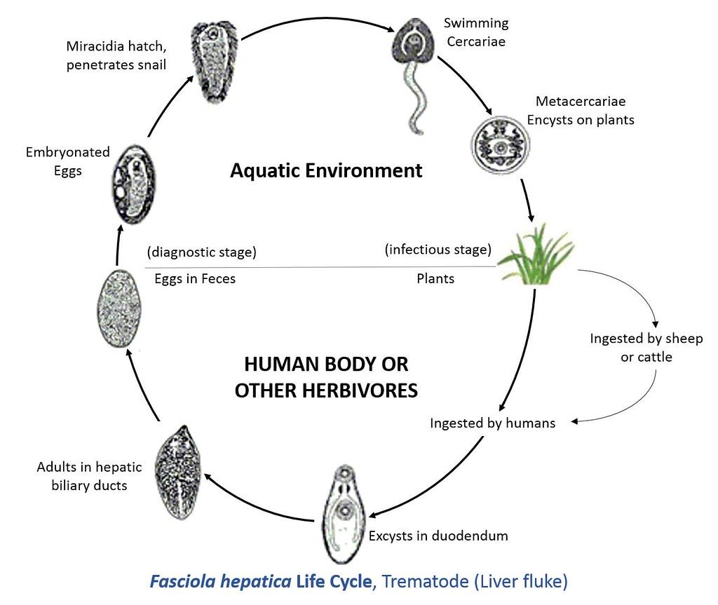 Detail Skema Daur Hidup Fasciola Hepatica Nomer 31