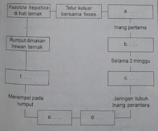 Detail Skema Daur Hidup Fasciola Hepatica Nomer 35